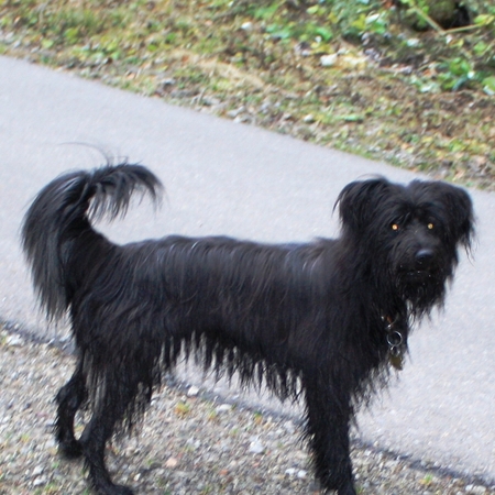 Hundetreffen 2010 im Allgäu (11)